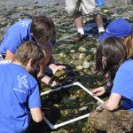 Volunteers examining a square on a transect line at beach monitoring.
