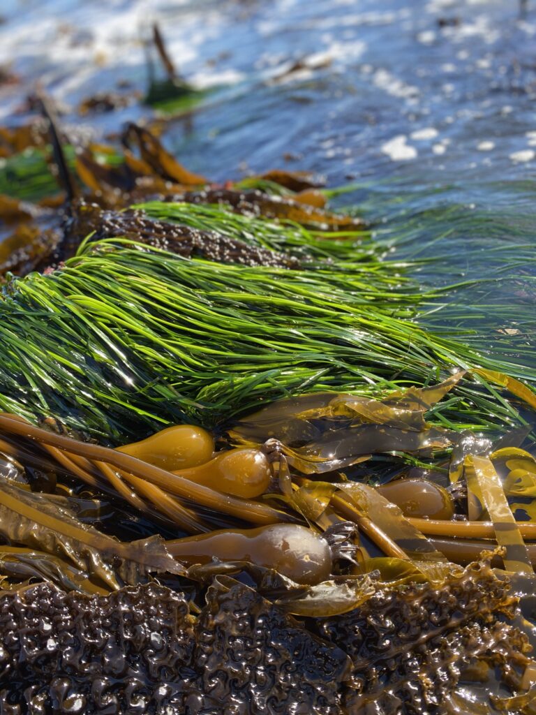 bull kelp, surfgrass and seersucker kelp washed up on beach