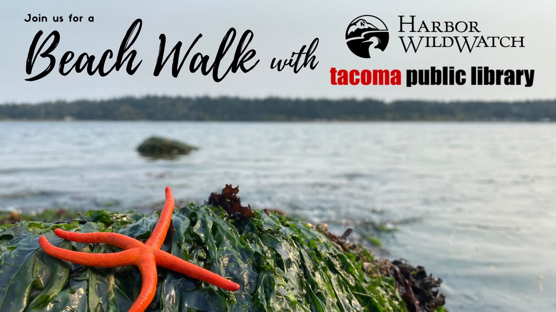 Read more about the article Low Tide Tour with Tacoma Public Library