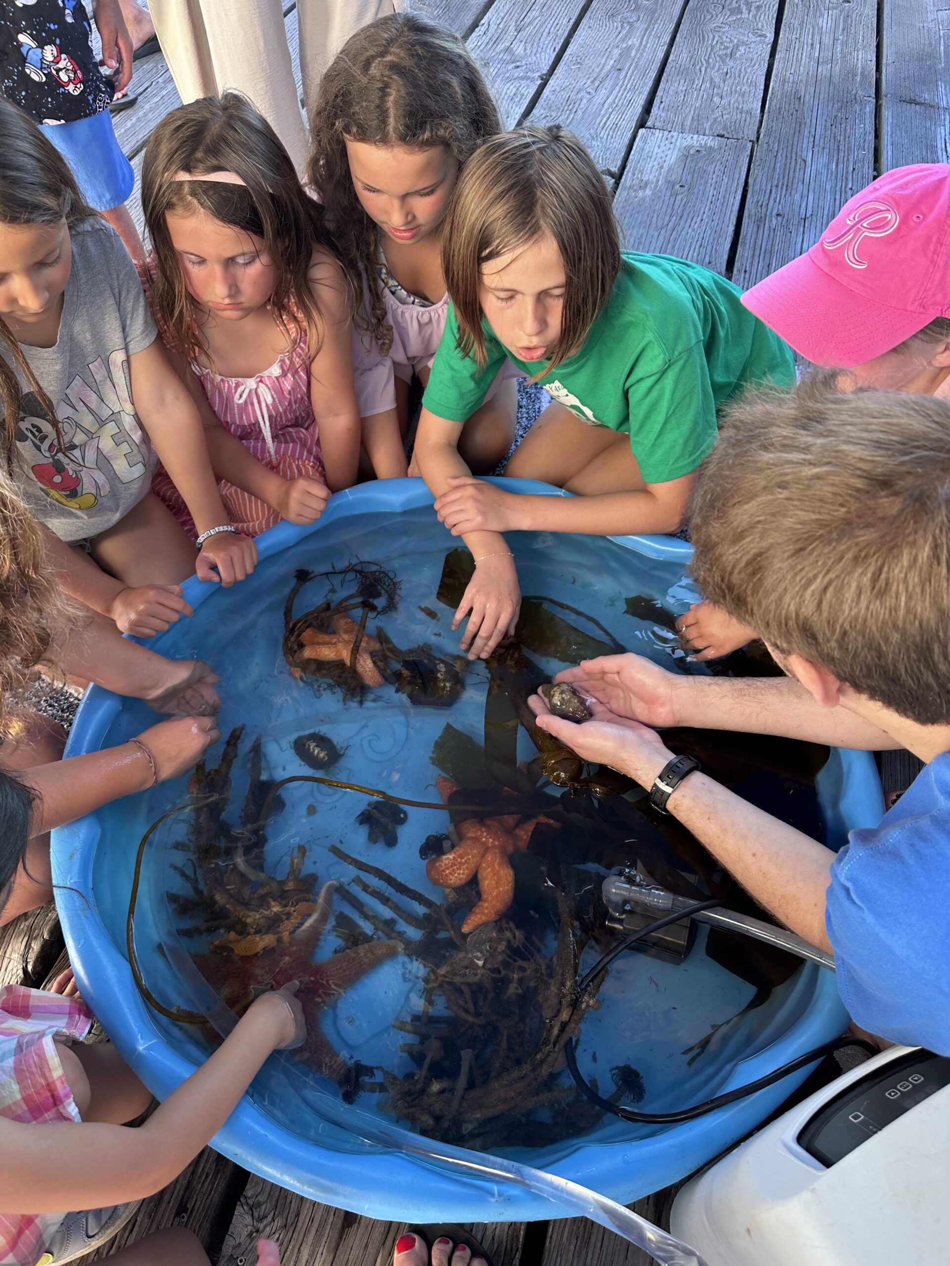 Summer Sounds Concert Touch Tank Summer Sounds Concert Touch Tank
