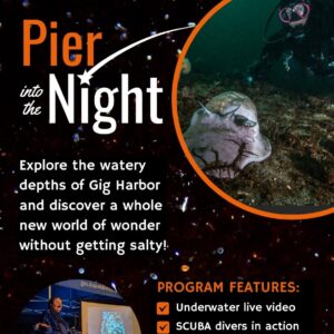 Pier into the Night